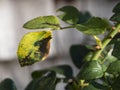 Leaf with blackspot fungus Diplocarpon rosae Royalty Free Stock Photo