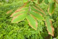 Leaf blight of Nephelium lappaceum or rambutan lack of potassium Royalty Free Stock Photo