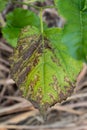 Leaf blight ploblem Royalty Free Stock Photo