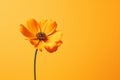 Close-up orange yellow leaf flower plant nature floral colorful isolated daisy Royalty Free Stock Photo