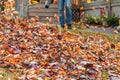 Leaf blower in action moving colorful fall leaves from residential lawn with intentional motion blur Royalty Free Stock Photo