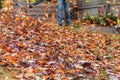 Leaf blower in action moving colorful fall leaves from residential lawn with intentional motion blur