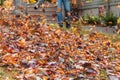 Leaf blower in action moving colorful fall leaves from residential lawn with intentional motion blur Royalty Free Stock Photo