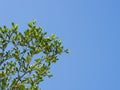 leaf and blue sky