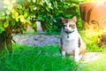 Leaf blurry foreground with cute cat asia are playing in the house on lawn on tree blurry background. using wallpaper or backgroun Royalty Free Stock Photo