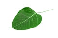 Leaf Royalty Free Stock Photo