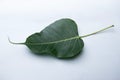 Leaf of bodhi tree, Ficus religiosa, Satara, Maharashtra, India. Royalty Free Stock Photo