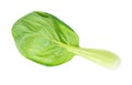 Leaf of bok choy pok choi Chinese leaf cabbage