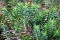 Bonsai crassula, Crassula sarcocaulis