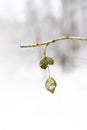 Leaf and branch in the forest in winter, covered with frost, snow, cold. Royalty Free Stock Photo