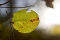 Leaf and branch on a gleam in the sun