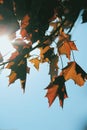 Branch Orange Sun summer color Leaf branch erable nature garden first