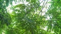 The leaf branch on the sky. Forest landscape