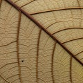 Leaf is brownish with a dense network of fine lines creating a textured Royalty Free Stock Photo