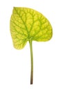 Leaf of Brunnera isolated on white Royalty Free Stock Photo