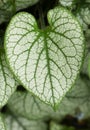 The leaf of a Brunnera `Jack Frost` plant growing in a garden in the UK.