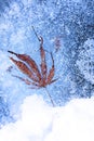 Leaf and Bubbles Frozen in Ice Royalty Free Stock Photo