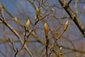 LEaf buds of a chestnut tree Royalty Free Stock Photo
