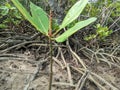 The leaf buds of mangrove plants are green with a red tinge. with a forest background and mangrove roots