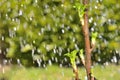 Leaf Buds in the Rain