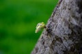 Leaf buds in spring time