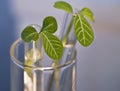 Leaf buds in test-tube