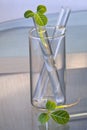 Leaf buds in test-tube