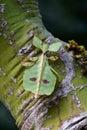 Leaf bug aka Phyllium celebicum Royalty Free Stock Photo