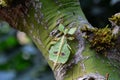 Leaf bug aka Phyllium celebicum Royalty Free Stock Photo