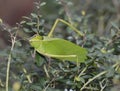 Leaf Bug Royalty Free Stock Photo