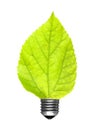 Leaf bulb Royalty Free Stock Photo