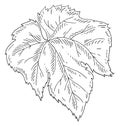 Leaf of a bunch of grapes. Engraving black vintage illustration