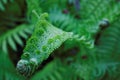 Leaf of green fern