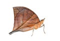 Leaf Butterfly Royalty Free Stock Photo