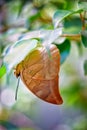 Leaf Butterfly on a branch Royalty Free Stock Photo