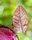 Leaf butterfly Royalty Free Stock Photo