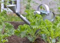 Cabbage kale in a vegetable garden