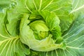 Leaf cabbage vegetable