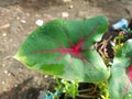 Leaf of Caladium bicolor or elephant ear or heart of Jesus or angel wings.