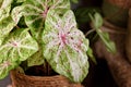 Leaf of `Caladium Miss Muffet` houseplant