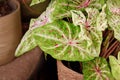 Leaf of 'Caladium Miss Muffet' houseplant