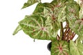 Leaf of \'Caladium Miss Muffet\' houseplant