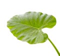 Leaf of calla lily flower with water drops on white background Royalty Free Stock Photo