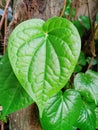 a leaf called betel elephant is widely used for herbalife Royalty Free Stock Photo