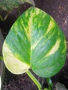 This leaf is called betel ivory as an ornamental plant that grows fast and as a decoration in the garden
