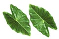 Caladium bicolor dark green leaves