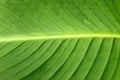 Leaf of cannaceae Royalty Free Stock Photo