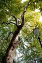 View of tall London Plane tree looking up into leaf canopy in the Autumn Royalty Free Stock Photo