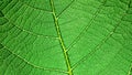 Leaf capillary network