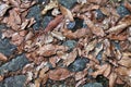 Leaf carpet and rocks background texture Royalty Free Stock Photo